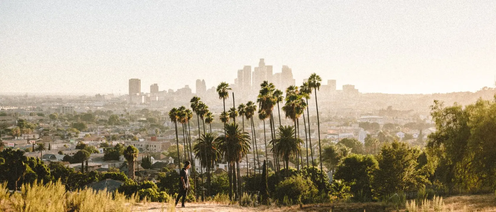 Palm trees on a sunny Los Angeles hillside above the city