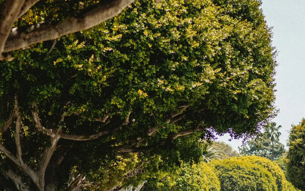 A leafy tree-lined street in a sunny suburban neighborhood